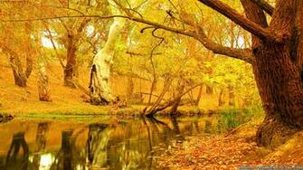 Yellow Autumn Tree Wallpaper