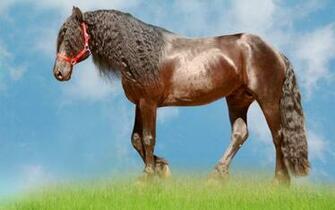 Horse Background Beautiful Wallpaper Animals Cute