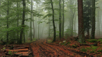 Foggy Forest Wallpaper HD