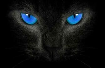 Wallpaper HD Widescreen Animals Photo Cat Jpg