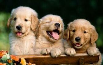 Cute White Dog Wallpaper Photos