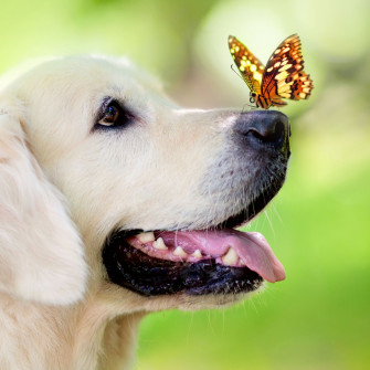 Dog Muzzle Butterfly Tongue Sticking Out Spring Summer iPad Air