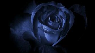 Blue Rose In The Dark Wallpaper And Image Pictures