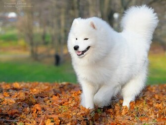 Samoyedo Razas Perros Mascotas