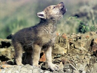 Baby Wolf Howling Wallpaper