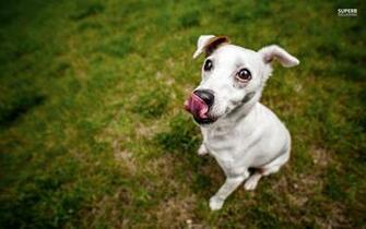 Jack Russell Terrier Wallpaper