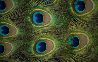Peacock Wallpaper HD