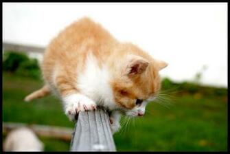 External Image Very Cute Cat Photo Wallpaper Jpg