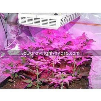 Small Led Marijuana Grow Light HD Walls Find Wallpaper