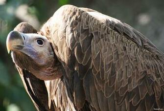 Vulture Wallpaper