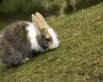 Wallpaper Cute Fluffy