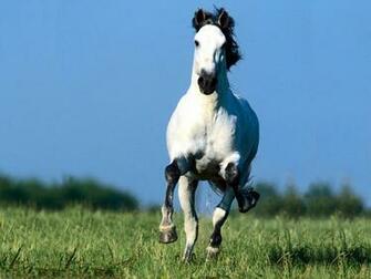 Horses Image Horse Wallpaper HD And Background