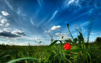 HD Wallpaper For Desktop Widescreen N Mobile
