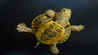 Turtle Turtles Slider Red Eared