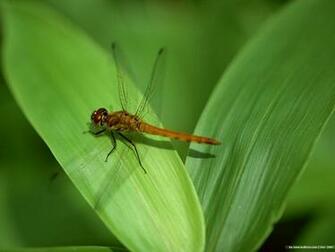 HD Desktop Wallpaper Dragonfly