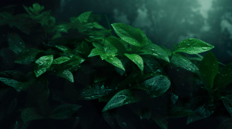 Leaves Aesthetic Wallpaper