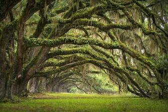 Charleston Sc Photograph Avenue Of Oaks Plantation