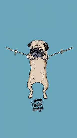 Beautiful Pug Wallpaper Ideas iPhone