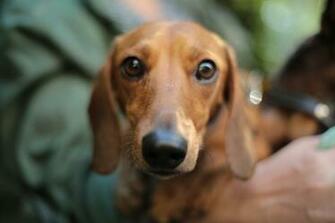 Weiner Pictures Image