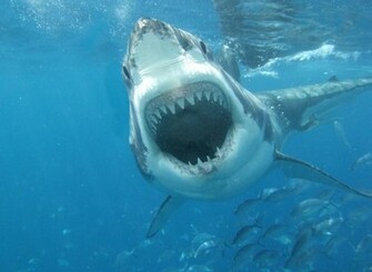 White Shark Mouth Wallpaper