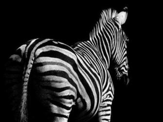Wallpaper Zebra Hintergrundbilder F R Den Desktop Computer Bild