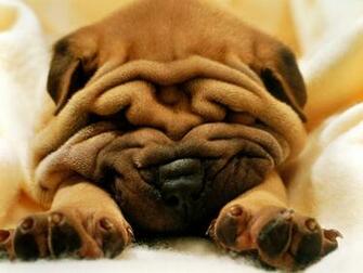 Cute Puppy Puppies Wallpaper