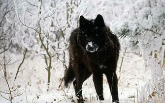 Black Wolf Wallpaper