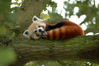Description Red Panda In A Tree Y W N I G Jpg