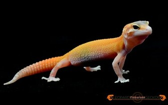 Raptor Leopard Gecko By Basticelis