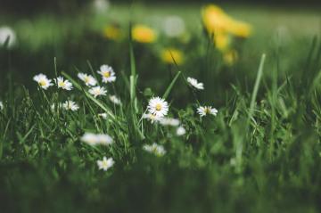 Grass Flowers Pictures Image