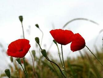 S1600 Red Poppies In The Rain Wallpaper Jpg