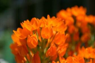 Orange Flowers Wallpaper