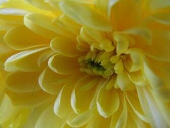 Lemon Petals Wallpaper HD