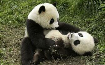Border Desktop Designs Full Screen Baby Panda Wallpaper