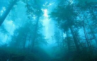 Hazy Blue Forest Nature Wallpaper