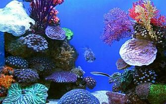 Aquarium Live Wallpaper Check Out Why