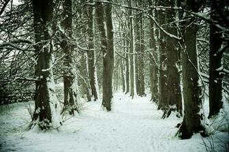 Winter Woods Trees Wallpaper Quoteko