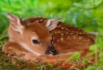 Wallpaper Deer Fawn White Tailed Red Baby