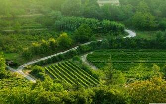 Grape Fields Provence 4k HD Desktop Wallpaper For Ultra