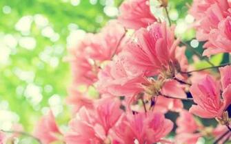 Nature Flowers Bright Wallpaper High Quality