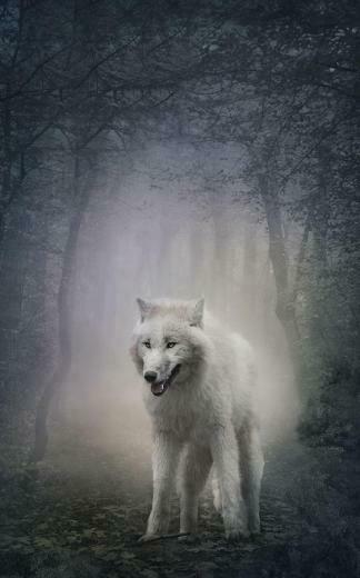 Wild Animals Live Wallpaper Android Apps On Google Play