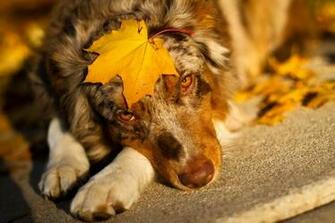 Fall Dog Wallpaper