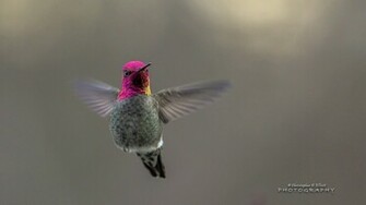 Flying Hummingbird Wallpaper HD