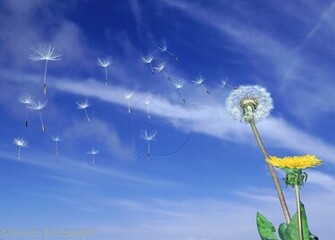 Dandelion With Seeds Blowing Off IwallHD Wallpaper HD