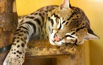 Pics Photos Ocelot Animal Wallpaper
