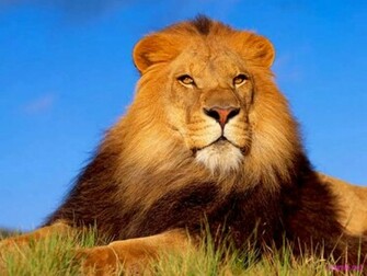 Resimleri HD Ar Ivi Aslan Wallpaper