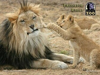 Lioness And Cub Wallpaper Nat Geo Adventure