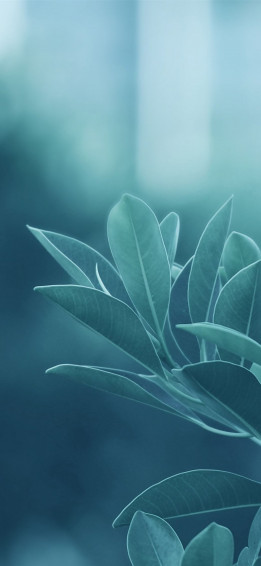 Green Leaves iPhone Wallpaper