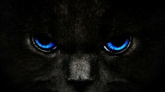 Animals Blue Eyes Cats Awesome Desktop HD Wallpaper