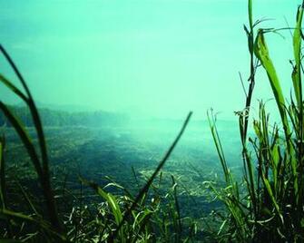 Best Sugarcane Wallpaper Hq World S Greatest Art Site